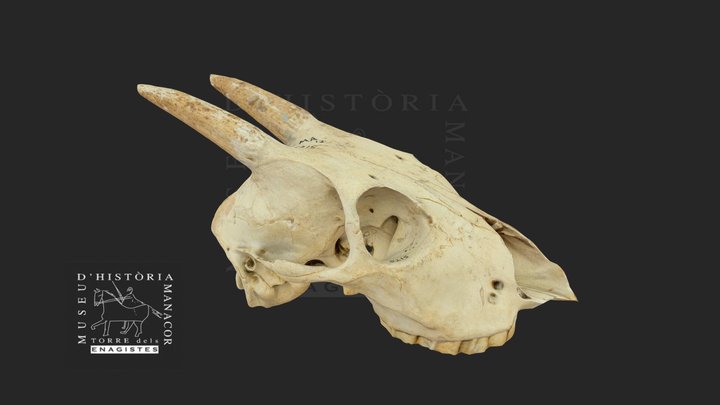 Crani de Myotragus balearicus adult 3D Model