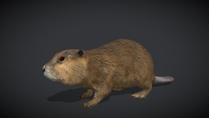 Beaver – Realistic Animated 3D Model – Free 3D Model STL