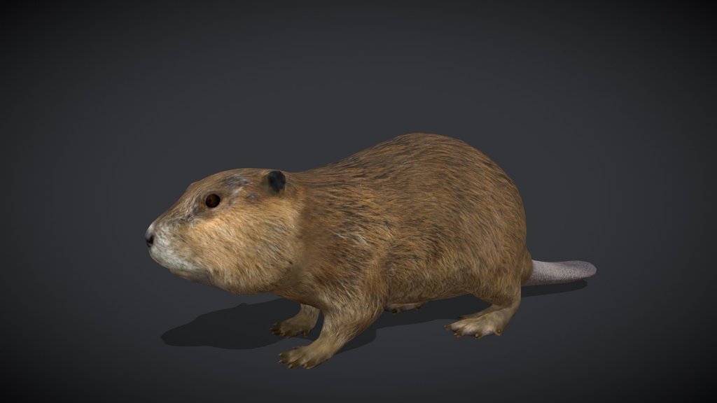 Beaver – Realistic Animated 3D Model