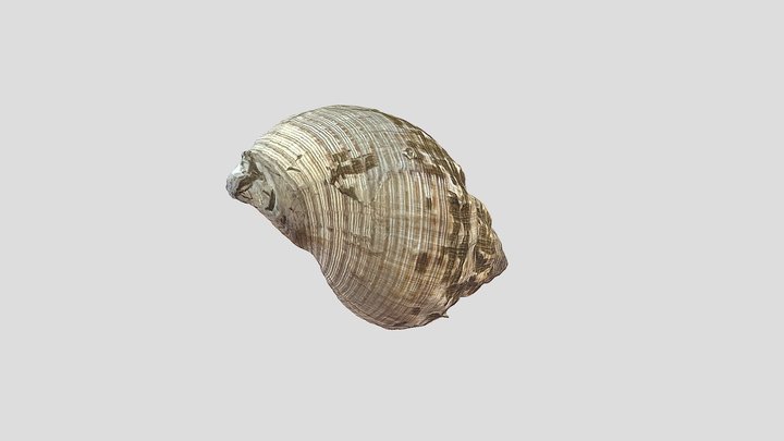 Common Whelk (Buccinum undatum) 3D Model