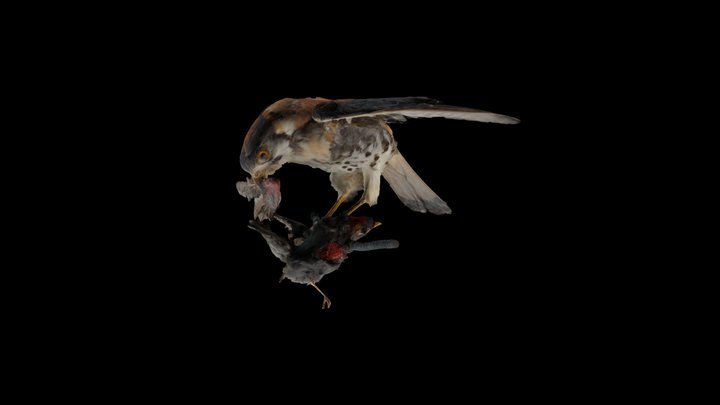 Kestrel 3D Model