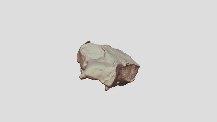 Notharctus 3D Model