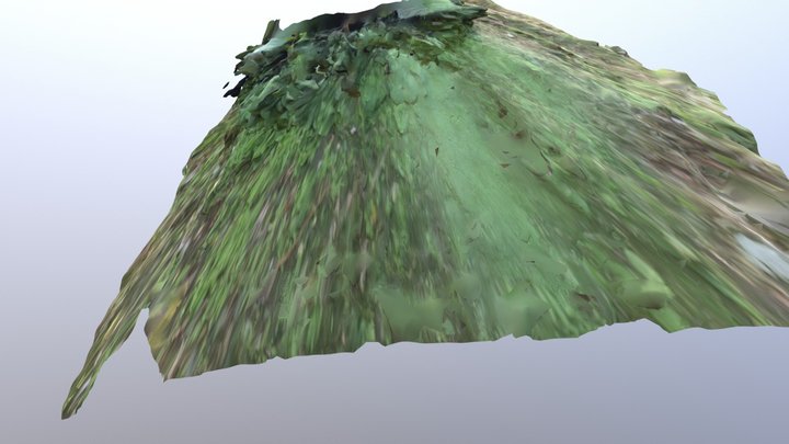 foglie 3D Model