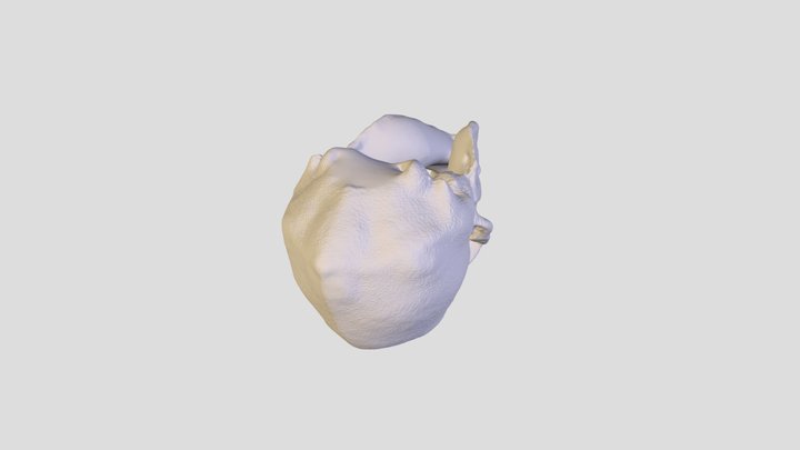 D_ rotundus Skull 3D Model