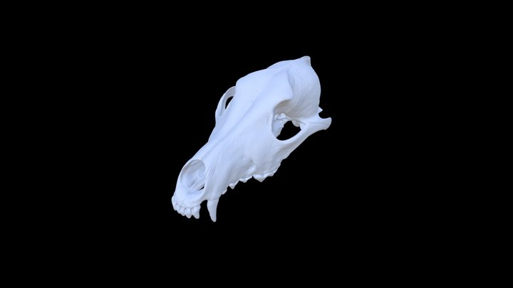 Coyote Cranium 3D Model