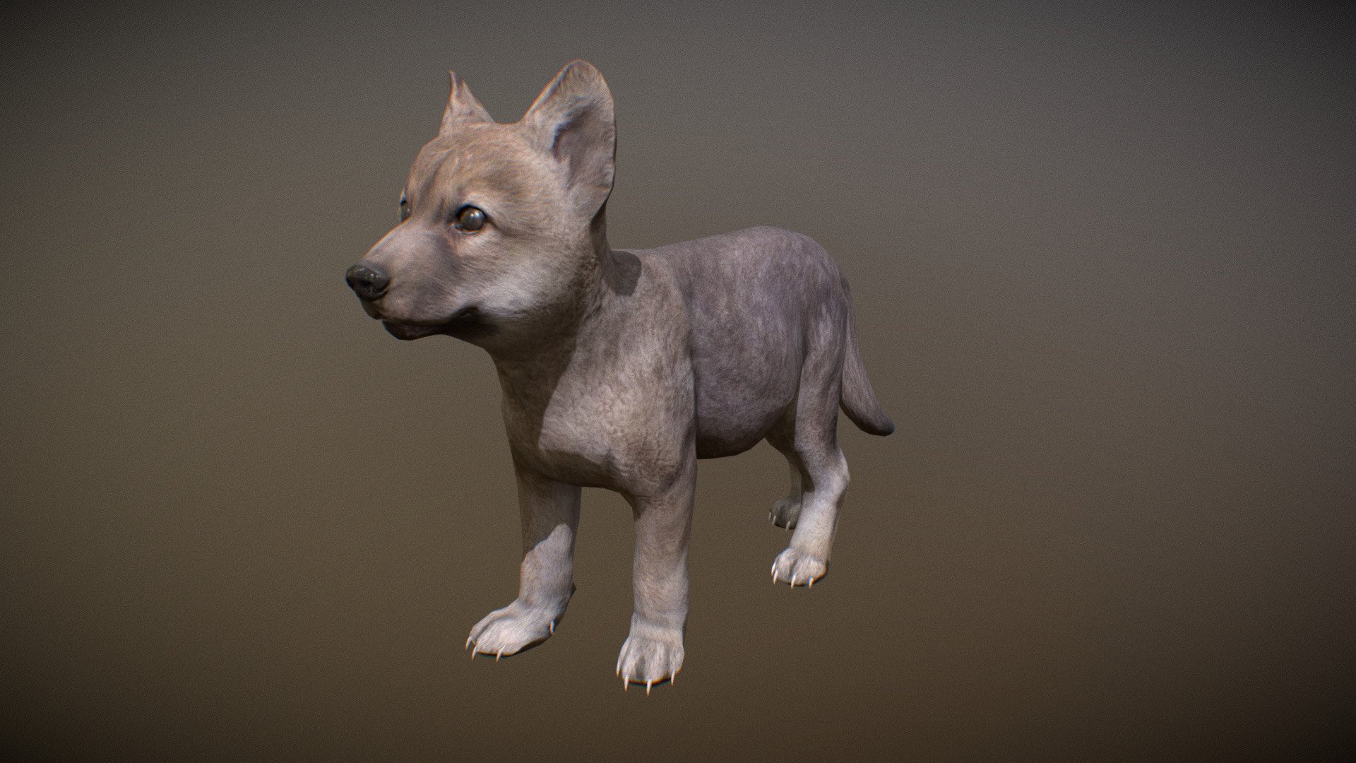 Animalia - Gray Wolf (young) - 3D model by GiM (@GamesInMotion ...