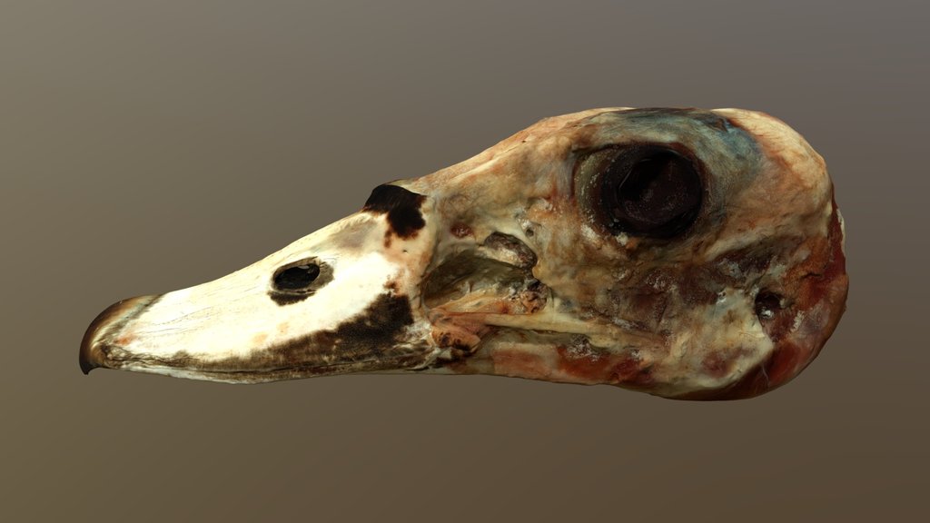 Test scan Egyptian goose skull 2026-03 500k