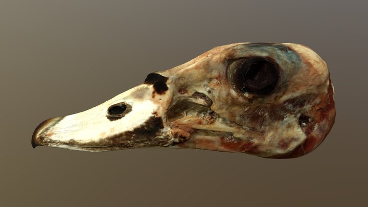 Test scan Egyptian goose skull 2026-03 500k