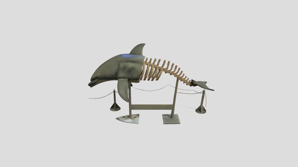 Tursiops truncatus 3d