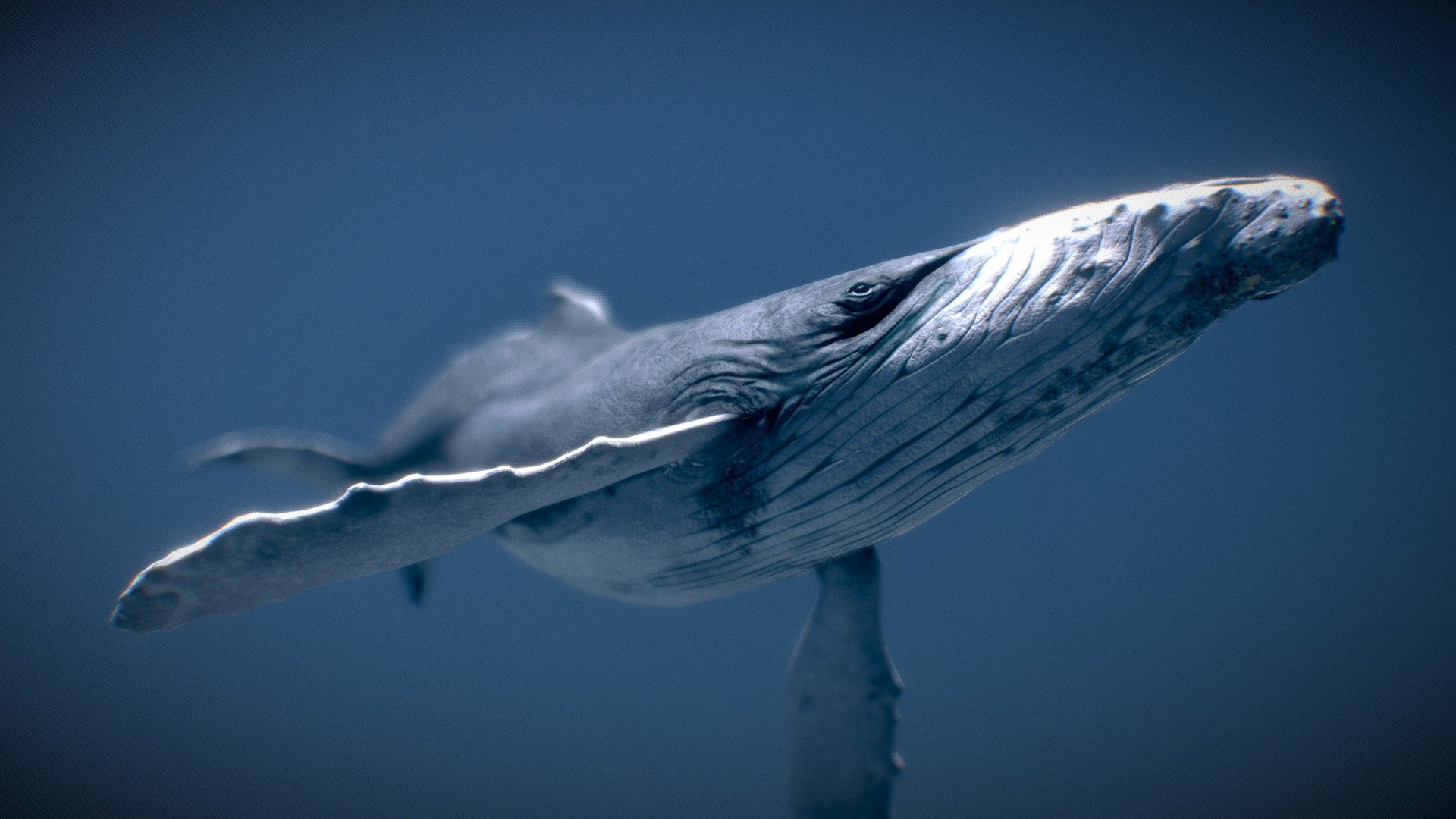 Humpback Whale - Buy Royalty Free 3D model by NestaEric [c79d487 ...