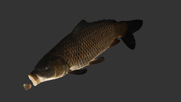 CC0 コイ 鯉 🐟 Carp, Cyprinus carpio, Animation