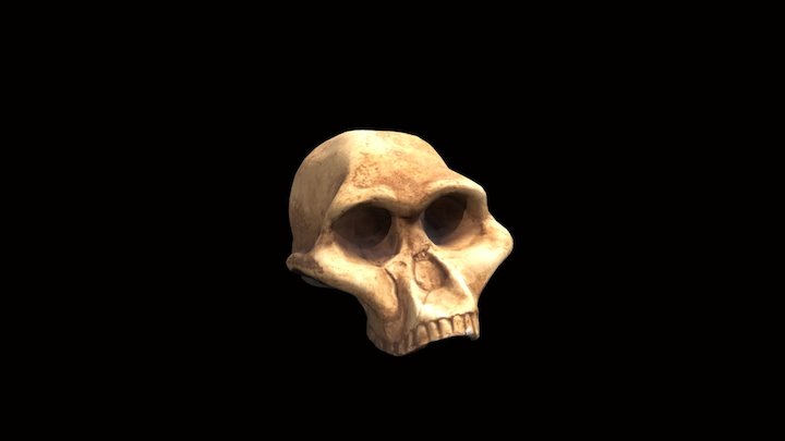 Australopithecus 3D Model