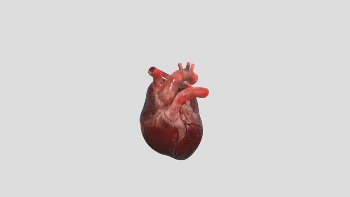Corazon_ Anim 3D Model