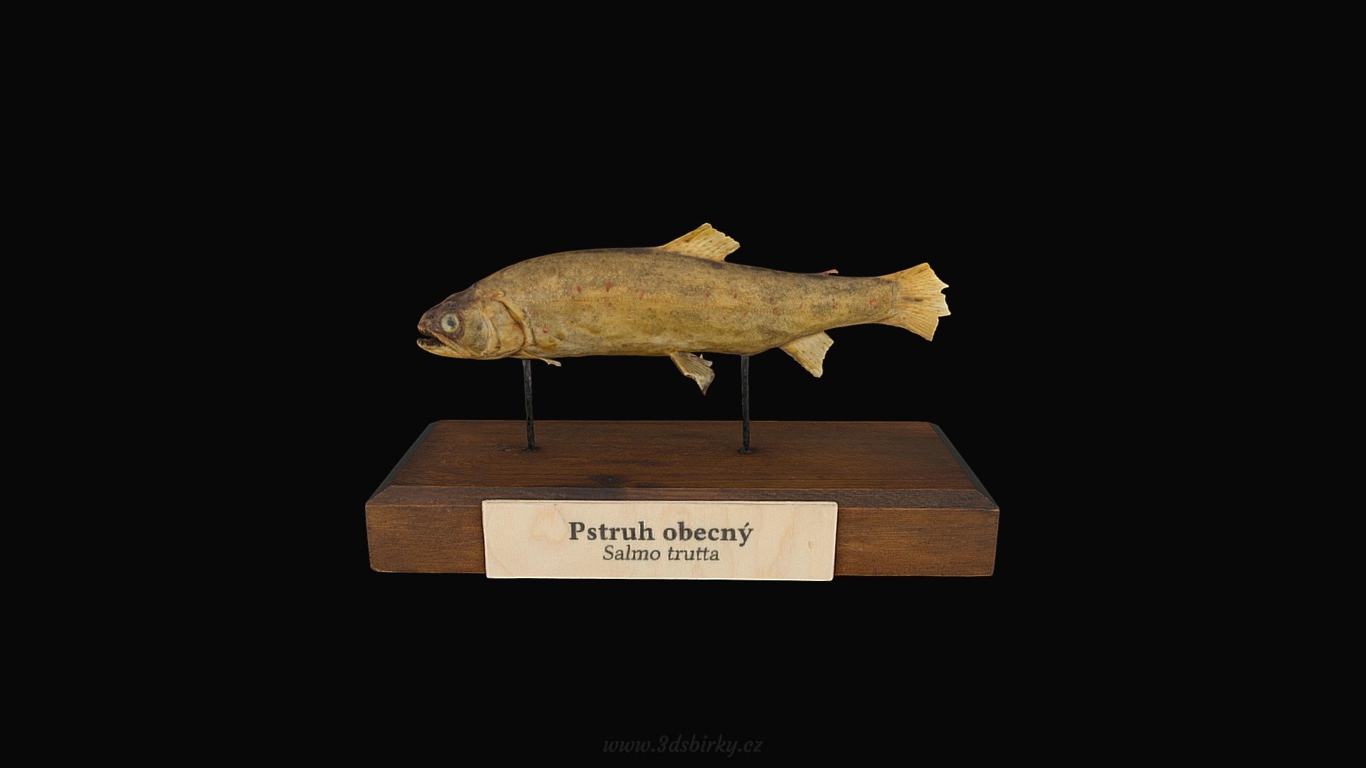 Pstruh — Sketchfab embed 3D viewer
