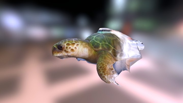 turtle-test-01 3D Model