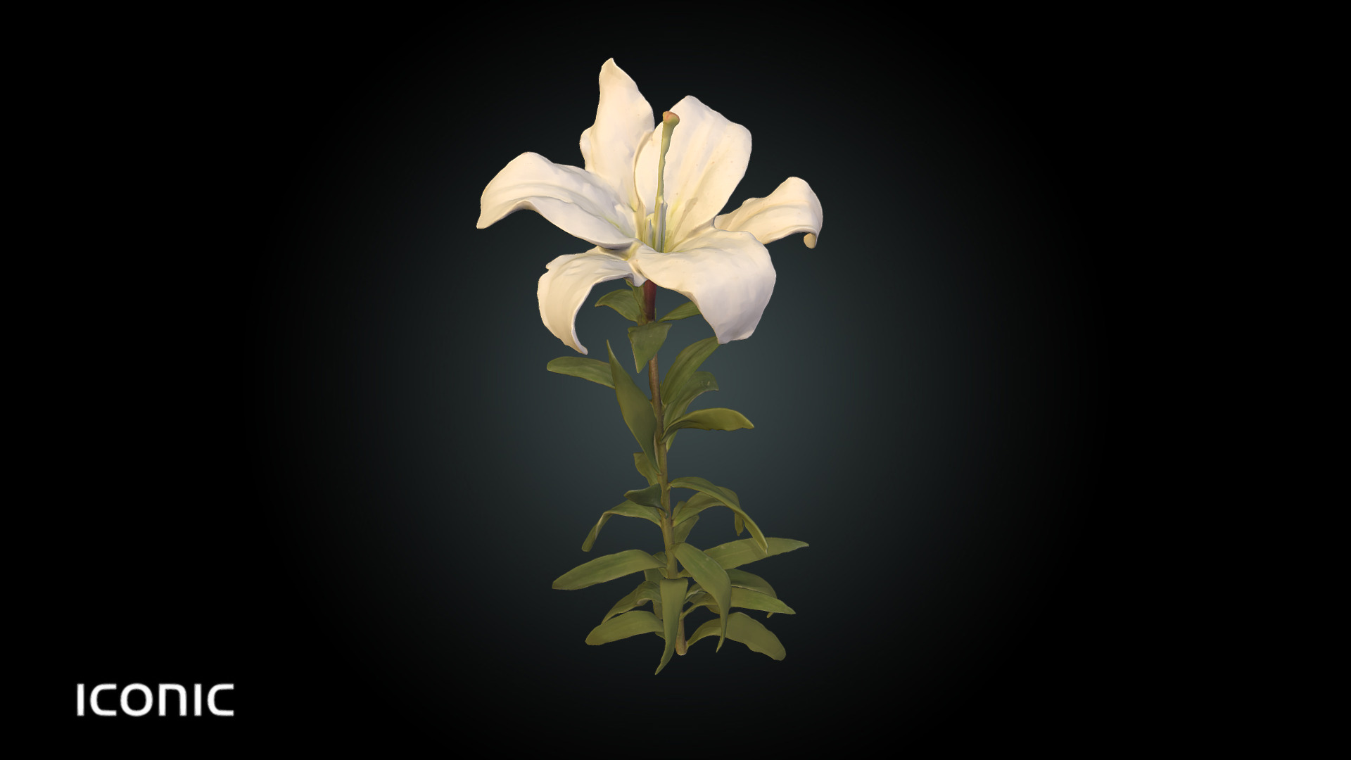 3D model Fw1 – Lilium Flower White - This is a 3D model of the Fw1 - Lilium Flower White. The 3D model is about a white flower with green leaves.