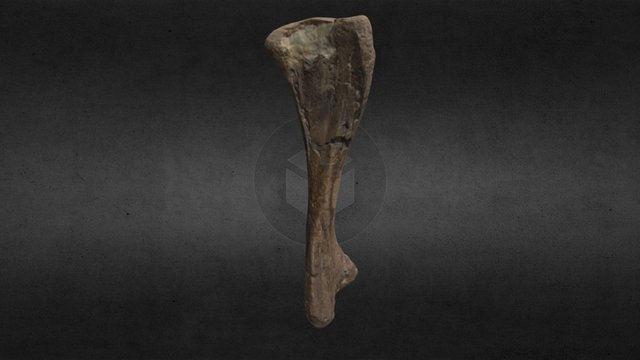 Fossiler Knochen 2 3D Model