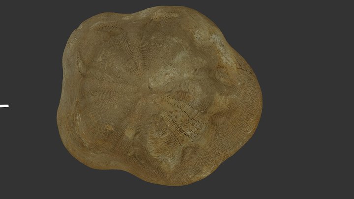 CLYPEASTER (Mioceno, Jaén) 3D Model