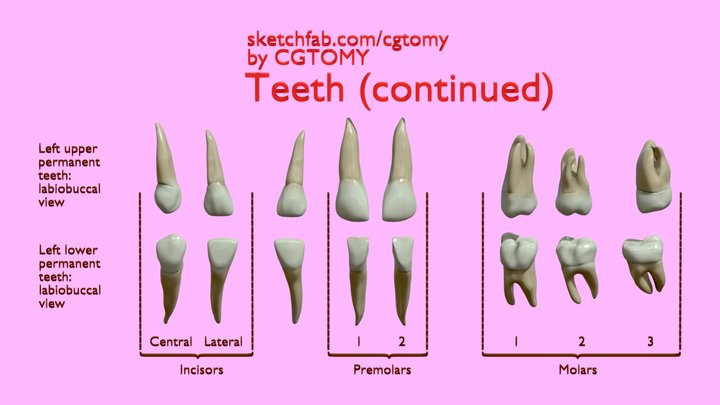 Teeth (continued) 3D Model