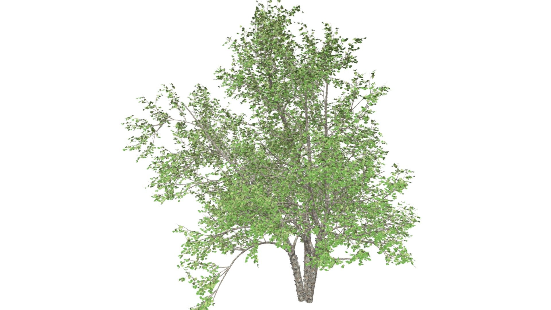 River Birch Tree #07 - Buy Royalty Free 3D model by meshshape [c7b1f2f ...