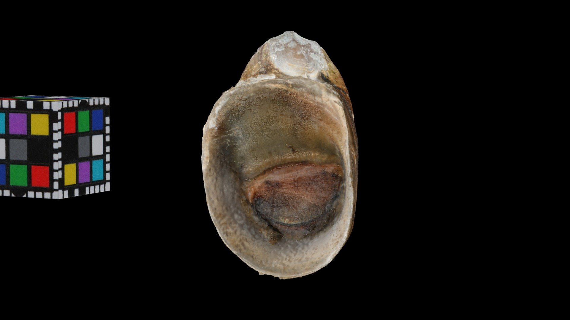 ヒロクチカノコ Helmet Snail, Neripteron sp.
