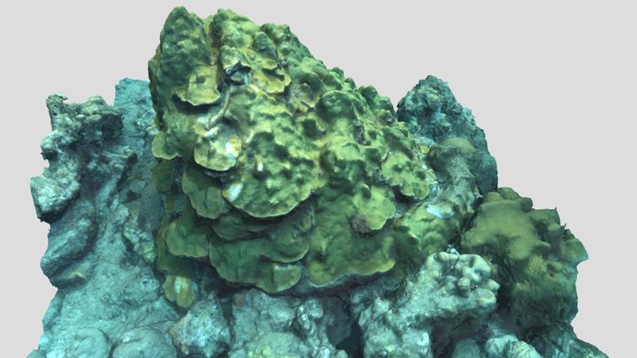 Coral pinacle 3D Model