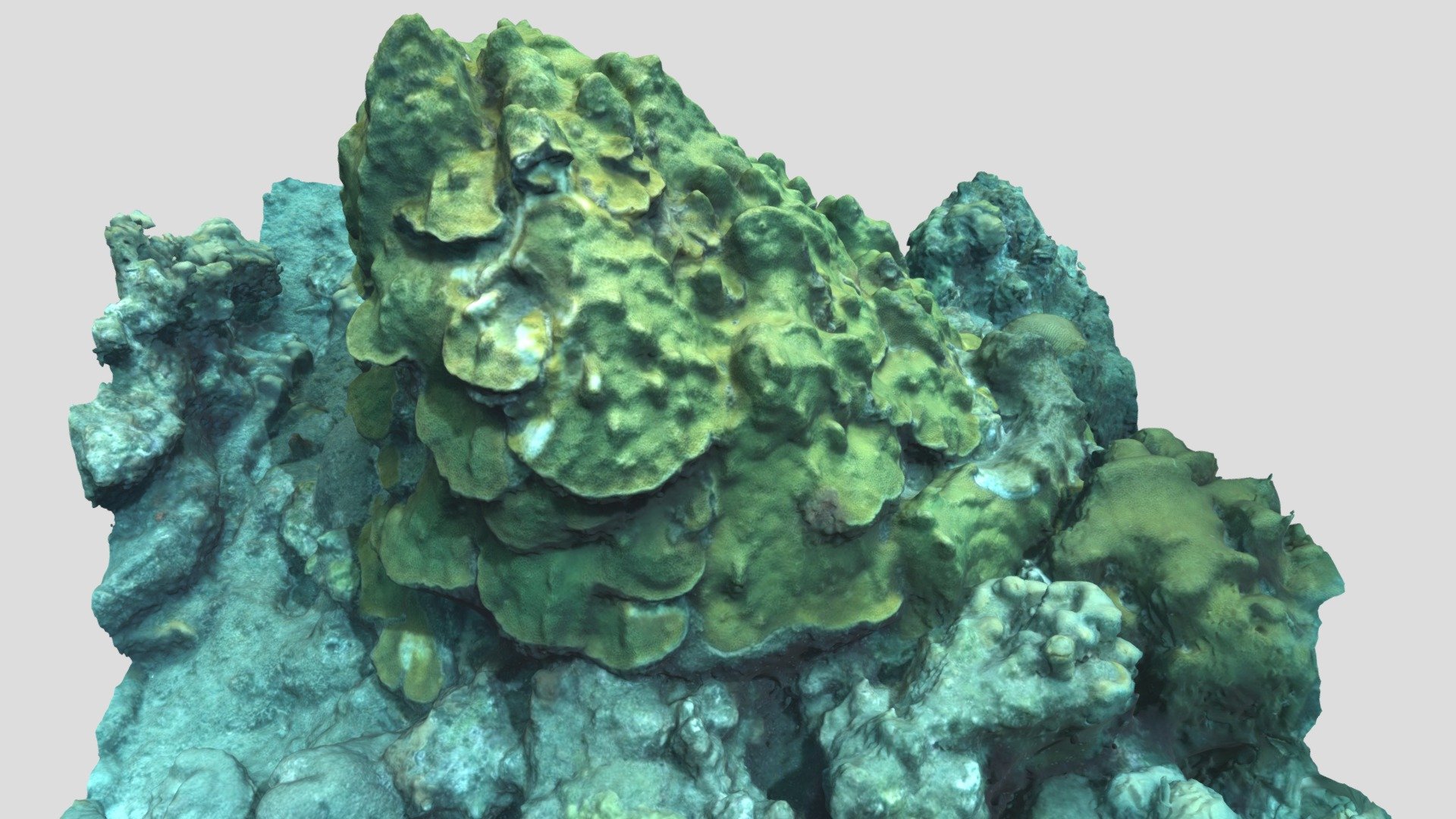Coral pinacle - 3D model by Sea(e)scape (@seaescape) [c7b3598] - Sketchfab