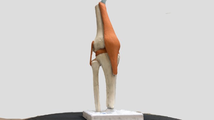 Knee Anatomical Model 3D Model