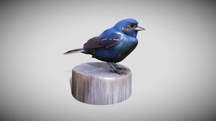 Volatinia jacarina 3D Model