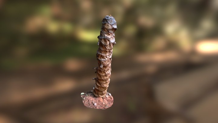 Dead Palm Tree Stump 3D Model