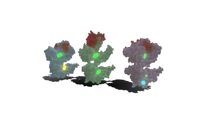 Near-atomic Resolution Structure of p97 Monomer 3D Model