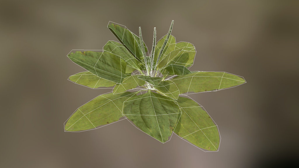 Greater plantain