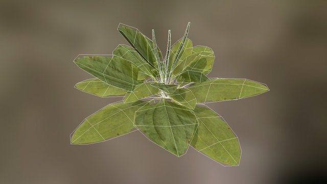 Greater plantain 3D Model