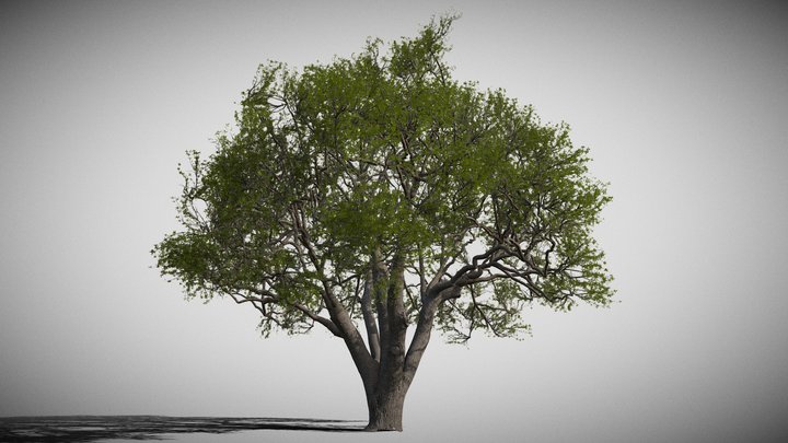 Vegitation Live Oak Tree B 3D Model
