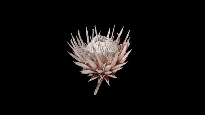 King protea flower 3D Model