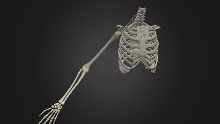 Brachial Plexus 3D Model