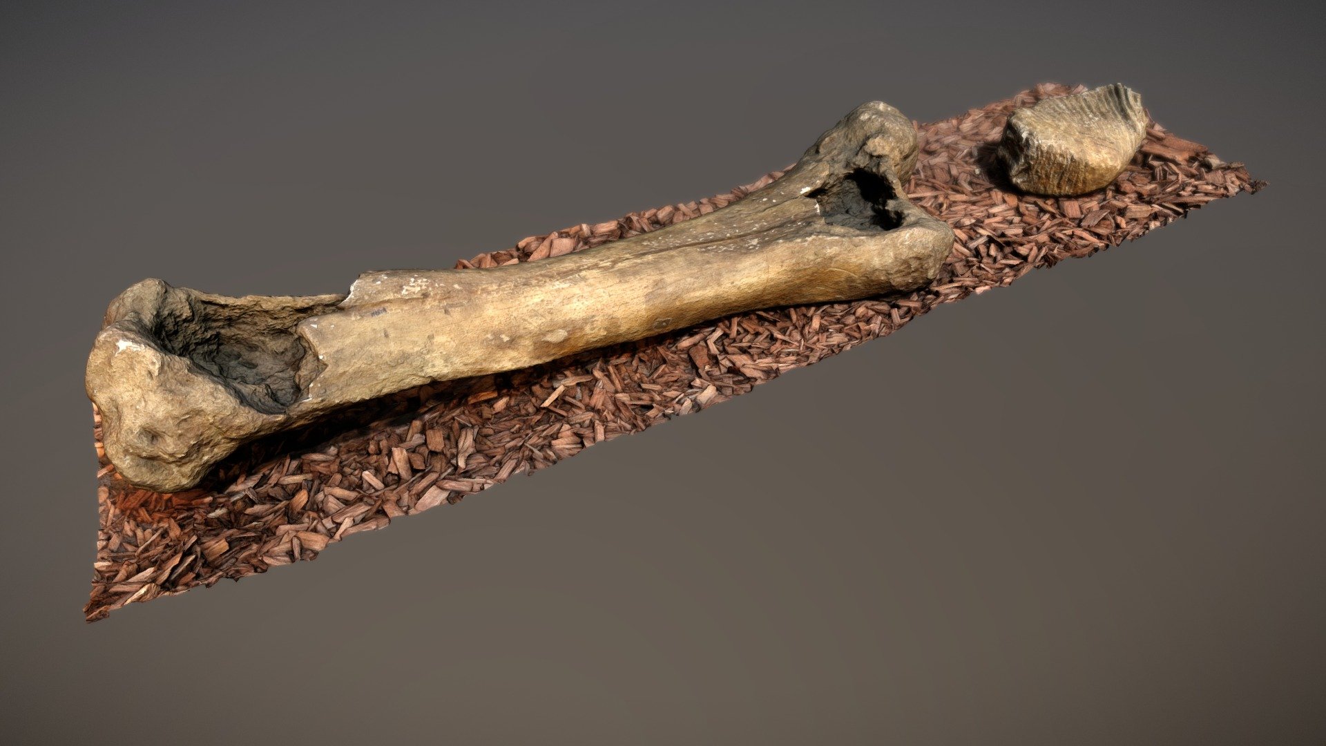 Mammoth's femur and dental stool