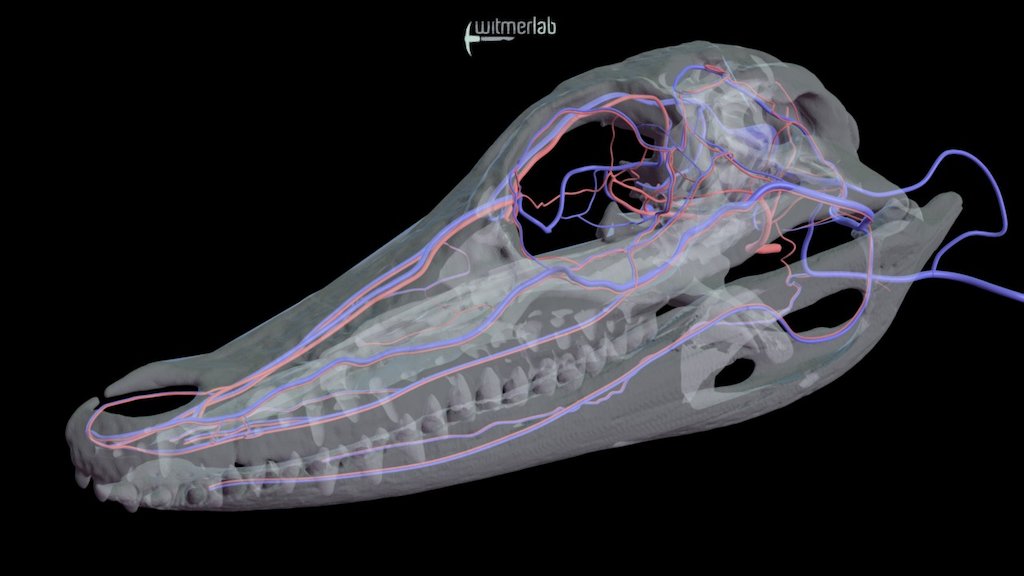 Alligator head vasculature - OUVC 10389
