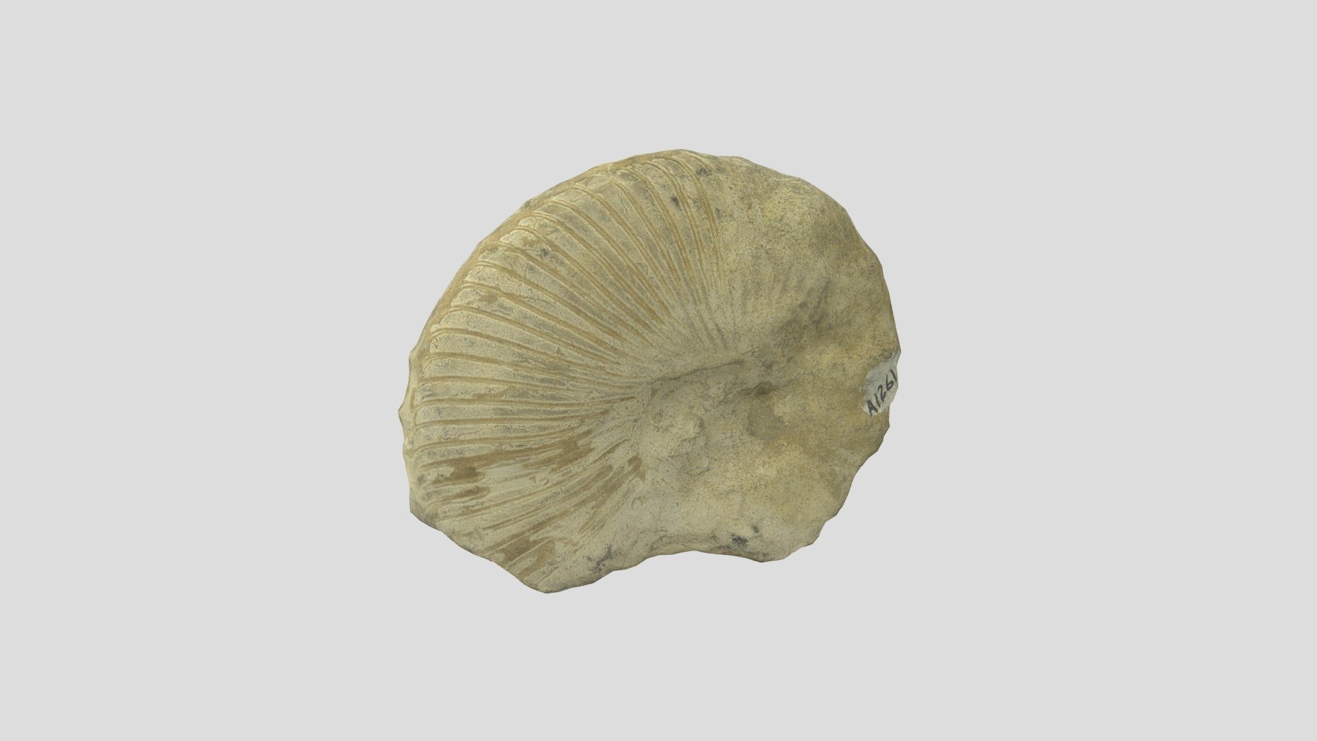 MU Sed Strat A1261 Cephalopod