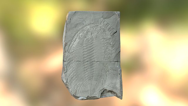 Hungioides bohemicus - Trilobite fossil 3D Model