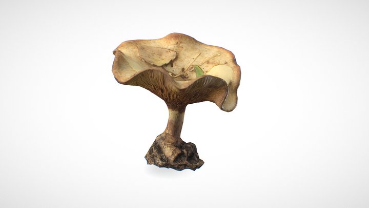 Mushroom 14 - retopo 8K PBR 3D Model