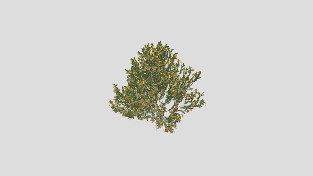 Tree Orange Choisaya