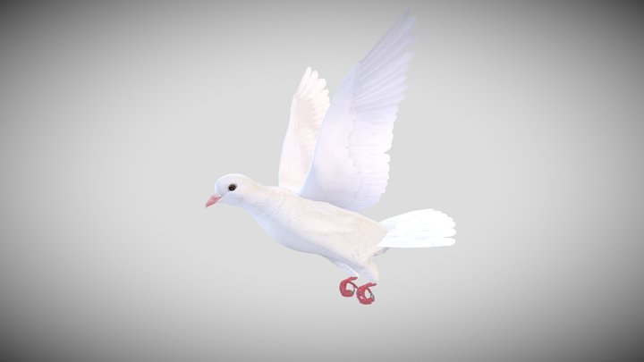 Realistic Animated White Dove Low-poly 3D model 3D Model
