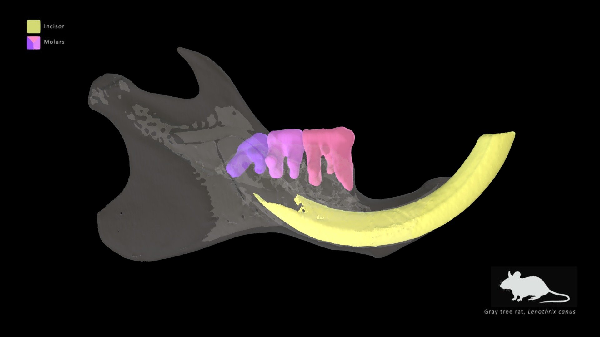 Gray Tree Rat Mandible Dentition
