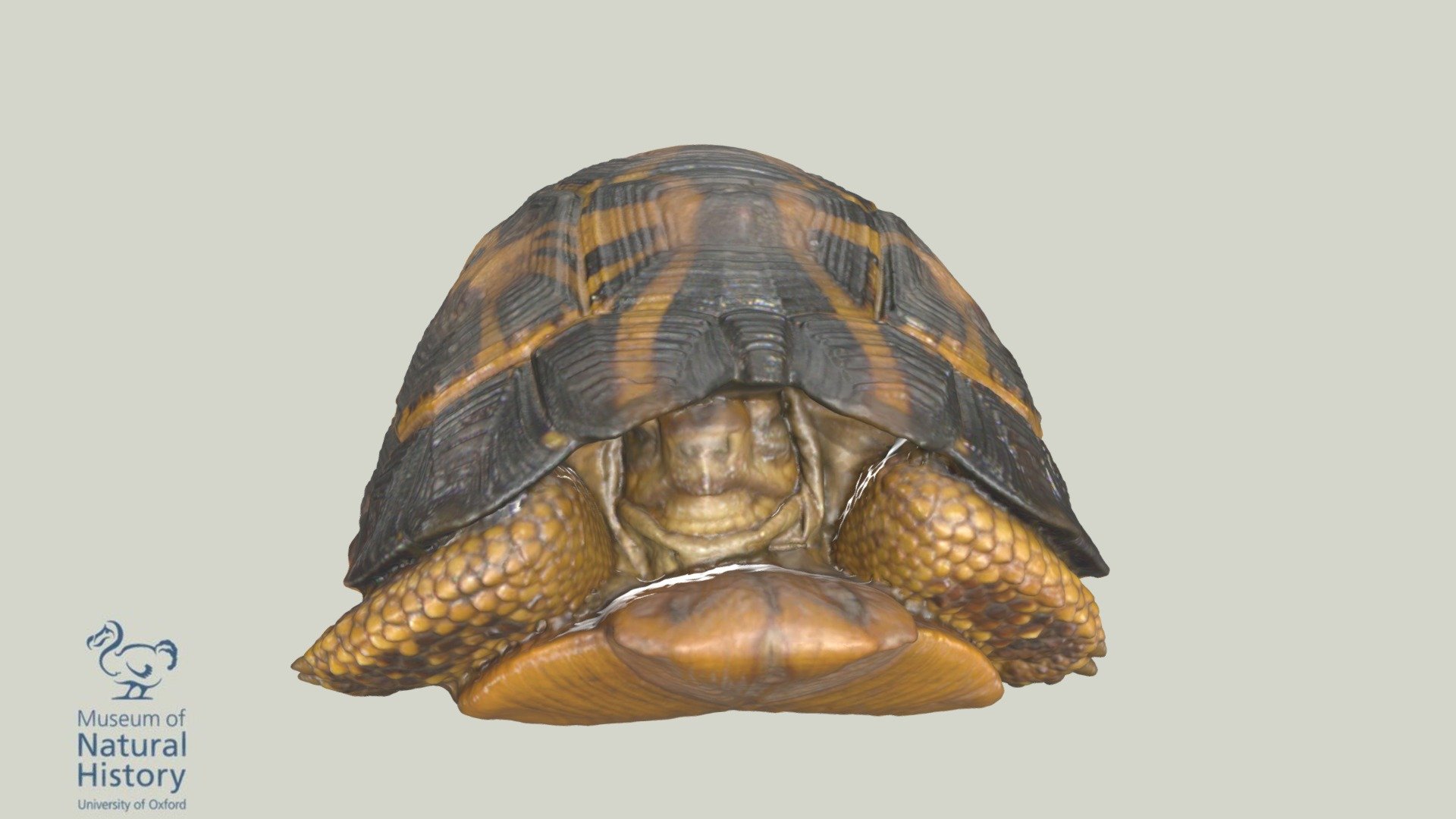 Spider tortoise - 3D model by Oxford University Museum of Natural ...