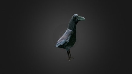 Raven (Ambient) 3D Model