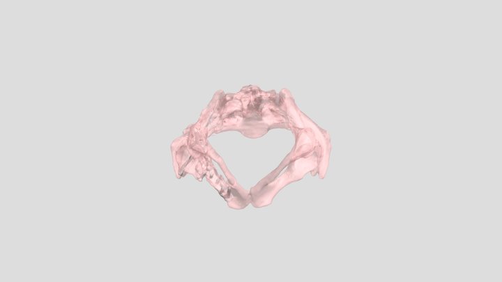 PelvisSegmentation 3D Model
