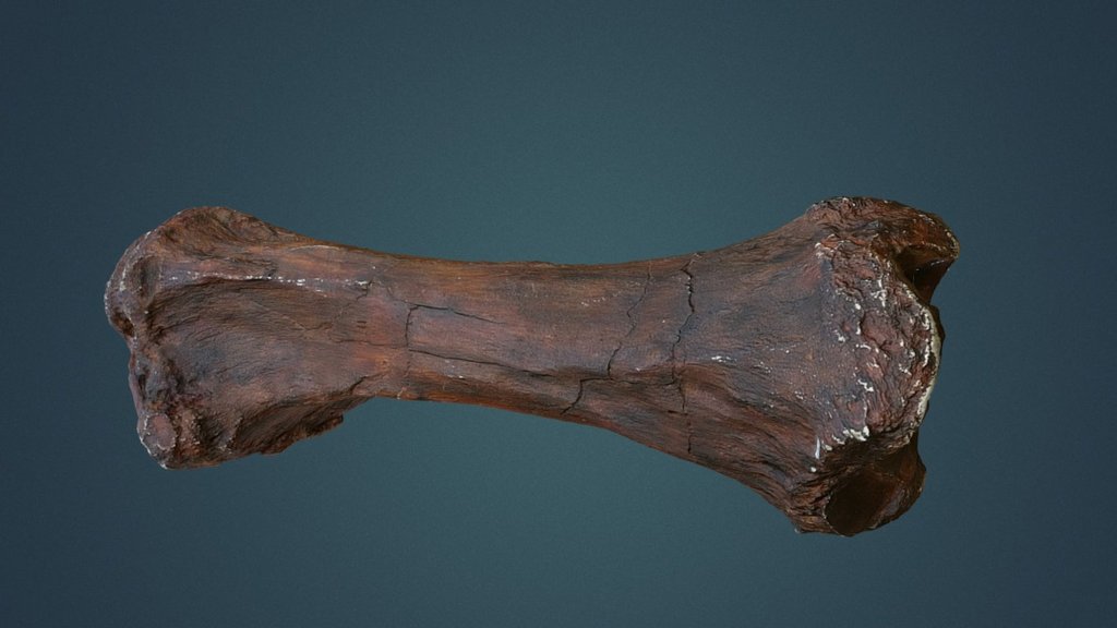 Mammoth Leg Bone