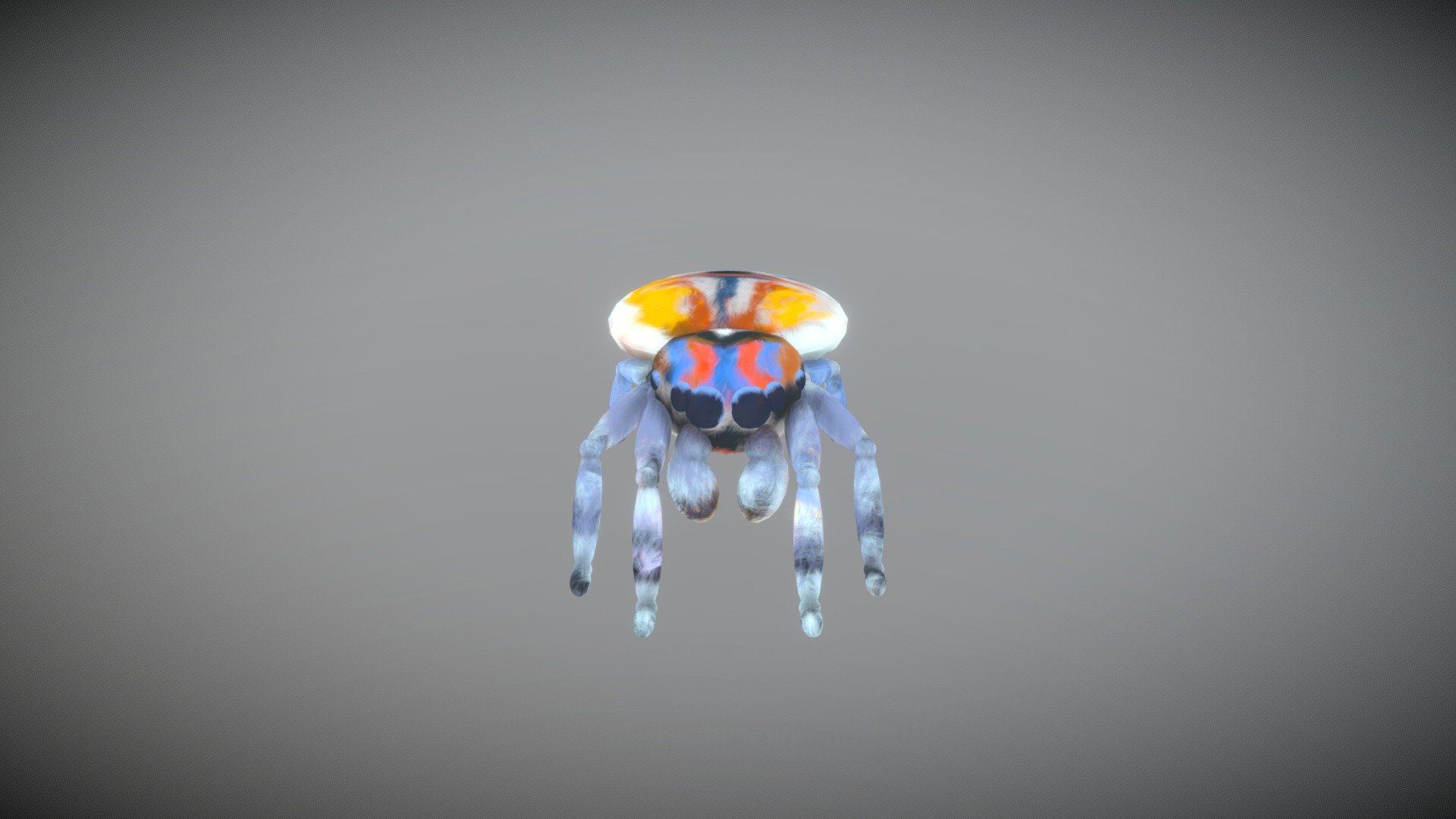 Maratus Volans (Spider) - 3D model by JasonEarnest [c7e4016] - Sketchfab