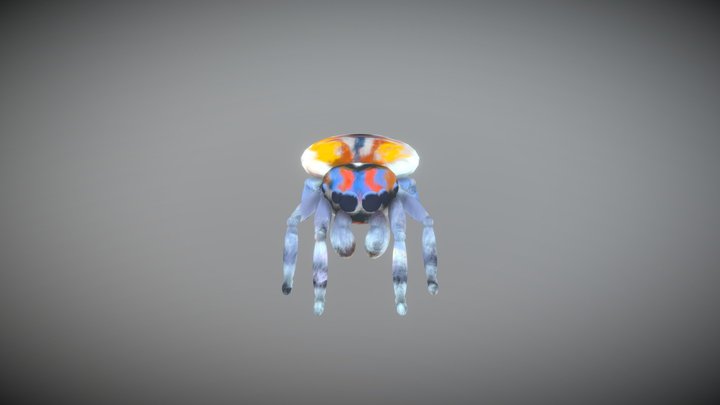 Maratus Volans (Spider) 3D Model